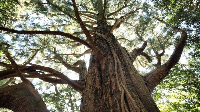 映画『森に聴く Listen to the Forest』の画像（5枚目）