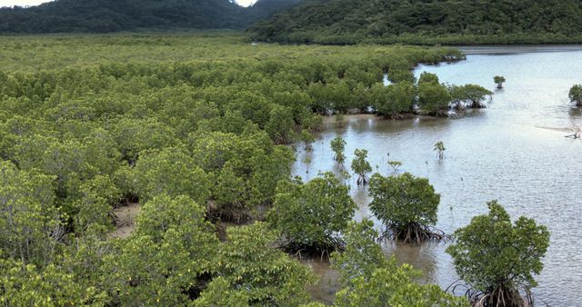 映画『森に聴く Listen to the Forest』の画像（7枚目）