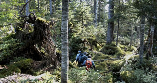 映画『森に聴く Listen to the Forest』の画像（9枚目）