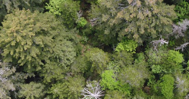 映画『森に聴く Listen to the Forest』の画像（13枚目）