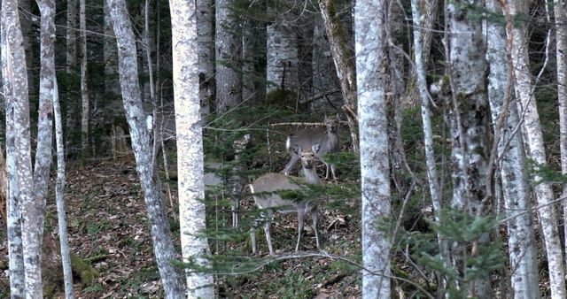 映画『森に聴く Listen to the Forest』の画像（17枚目）