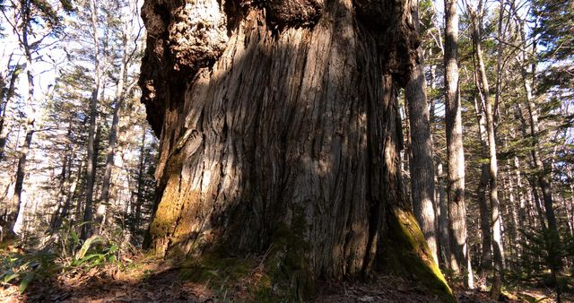 映画『森に聴く Listen to the Forest』の画像（8枚目）