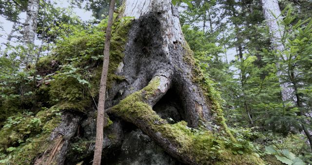 映画『森に聴く Listen to the Forest』の画像（18枚目）