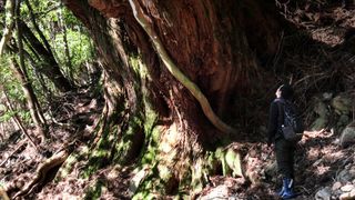 森に聴く Listen to the Forest