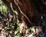 森に聴く Listen to the Forest