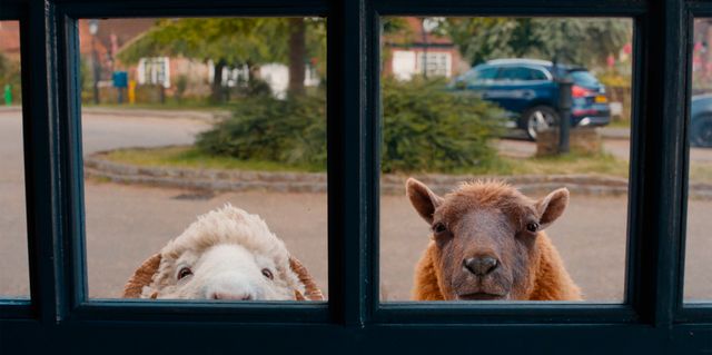 映画『ひつじ探偵団』の画像（6枚目）
