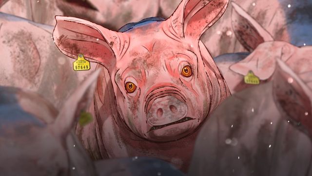 口蹄疫から生きのびた豚