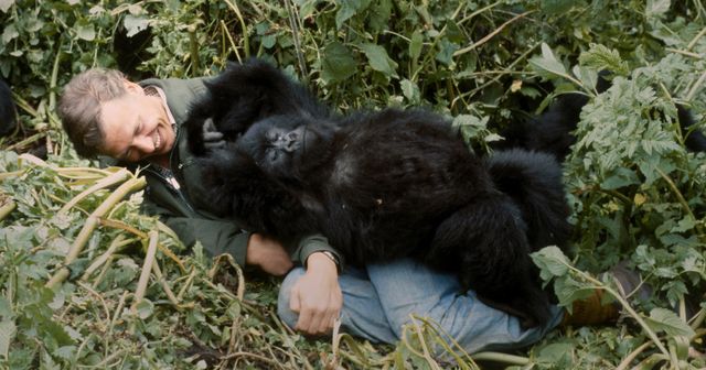 デヴィッド・アッテンボロー：ゴリラが紡ぐ物語