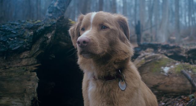 映画『GOOD BOY／グッド・ボーイ』の画像（6枚目）