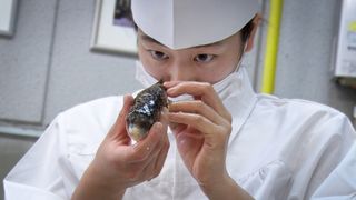 GUN FISH あなたの知らないフグの世界