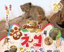 劇場版ダーウィンが来た！世界のネコのなかまたち