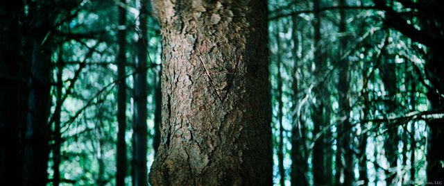 【10枚】最恐ホラー『ウィッチサマー』（8枚目）