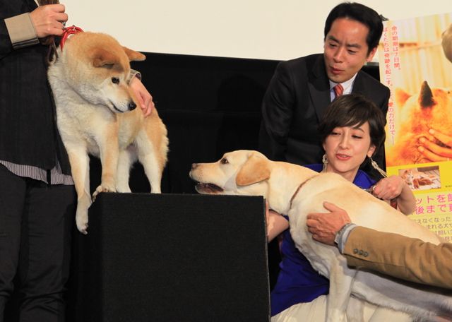 滝川クリステル、転んじゃった…フォトギャラリー（8枚目）