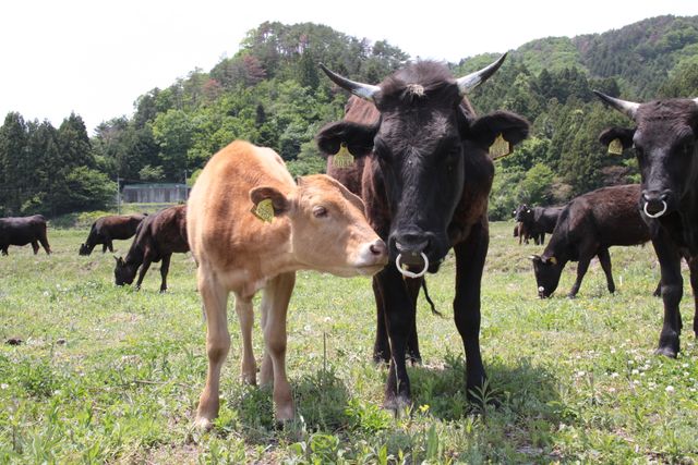 映画『被ばく牛と生きる』フォトギャラリー：フォトギャラリー