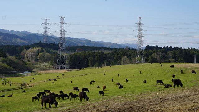 映画『被ばく牛と生きる』フォトギャラリー（7枚目）