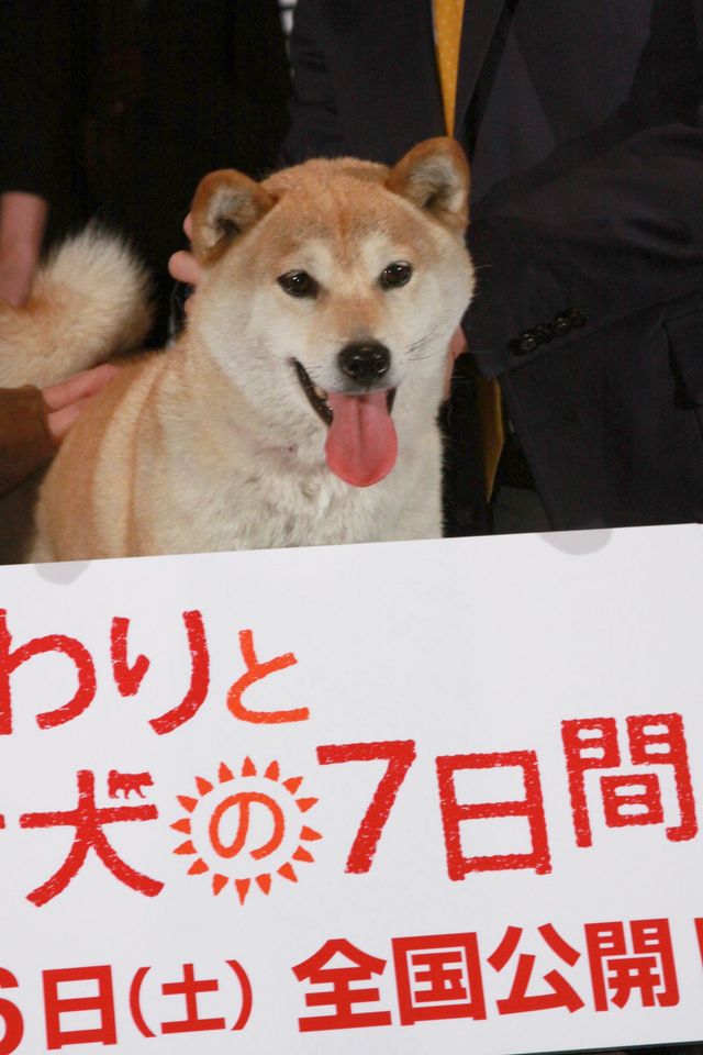 映画『ひまわりと子犬の7日間』女子会試写会フォトギャラリー（12枚目）