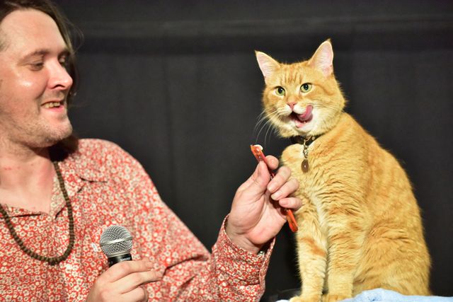 猫ボブのハイタッチは悶絶級のかわいらしさ！【写真たくさん】（3枚目）