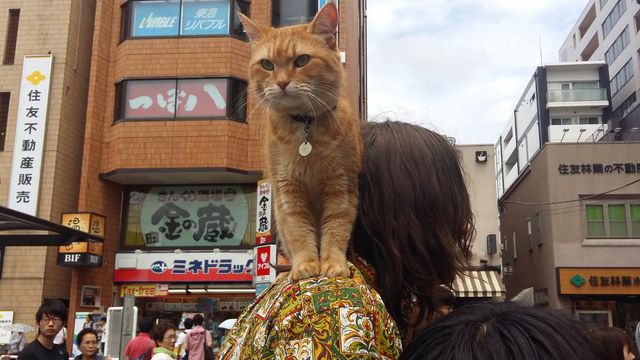 猫ボブのハイタッチは悶絶級のかわいらしさ！【写真たくさん】（4枚目）