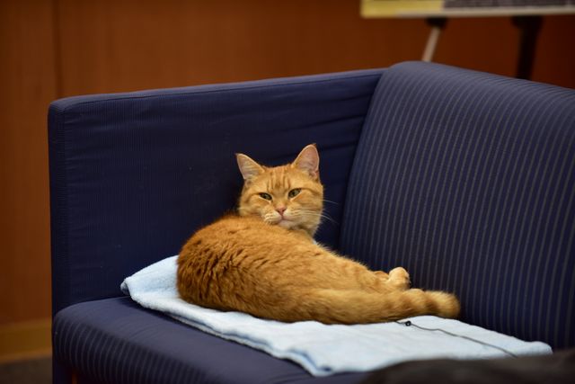 猫ボブのハイタッチは悶絶級のかわいらしさ！【写真たくさん】（7枚目）