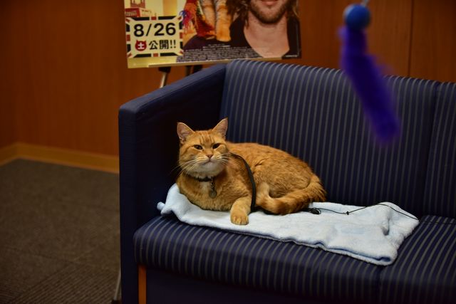 猫ボブのハイタッチは悶絶級のかわいらしさ！【写真たくさん】（8枚目）