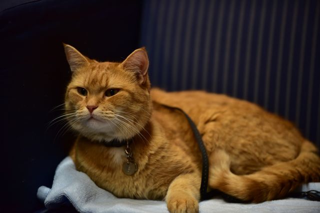 猫ボブのハイタッチは悶絶級のかわいらしさ！【写真たくさん】（9枚目）