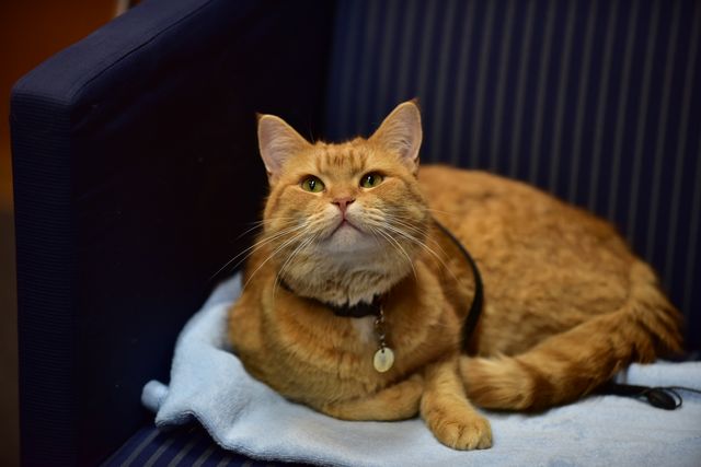 猫ボブのハイタッチは悶絶級のかわいらしさ！【写真たくさん】（10枚目）