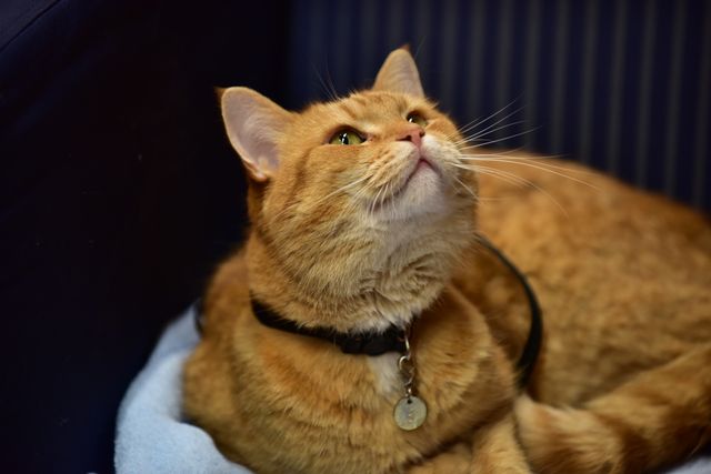 猫ボブのハイタッチは悶絶級のかわいらしさ！【写真たくさん】（11枚目）