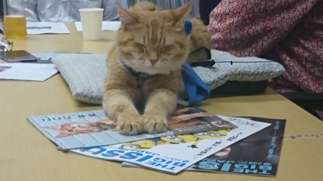 猫ボブのハイタッチは悶絶級のかわいらしさ！【写真たくさん】（12枚目）