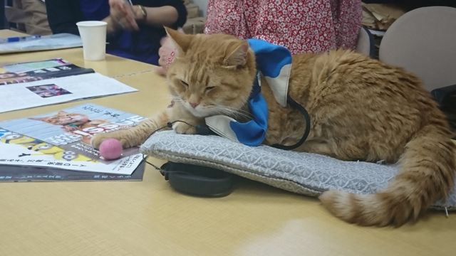 猫ボブのハイタッチは悶絶級のかわいらしさ！【写真たくさん】（13枚目）