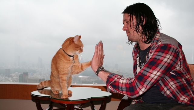 猫ボブのハイタッチは悶絶級のかわいらしさ！【写真たくさん】（15枚目）