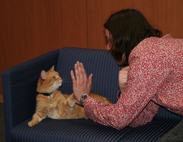 猫ボブのハイタッチは悶絶級のかわいらしさ！【写真たくさん】（16枚目）