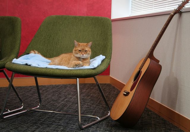 猫ボブのハイタッチは悶絶級のかわいらしさ！【写真たくさん】（17枚目）