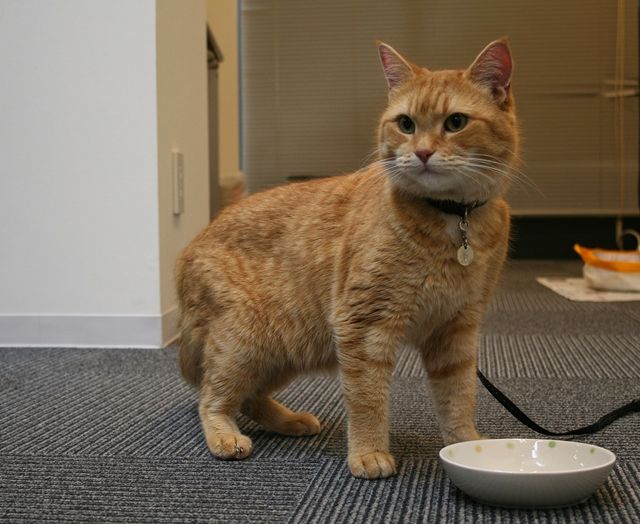 猫ボブのハイタッチは悶絶級のかわいらしさ！【写真たくさん】（18枚目）