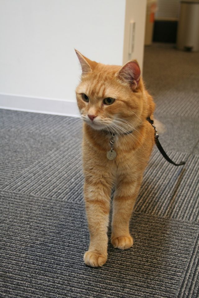 猫ボブのハイタッチは悶絶級のかわいらしさ！【写真たくさん】（19枚目）