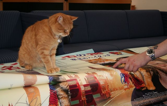 猫ボブのハイタッチは悶絶級のかわいらしさ！【写真たくさん】（21枚目）