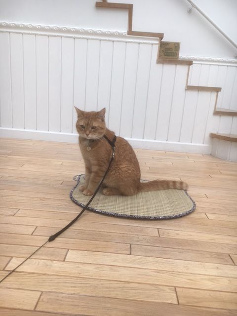 猫ボブのハイタッチは悶絶級のかわいらしさ！【写真たくさん】（22枚目）