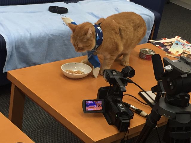 猫ボブのハイタッチは悶絶級のかわいらしさ！【写真たくさん】（24枚目）