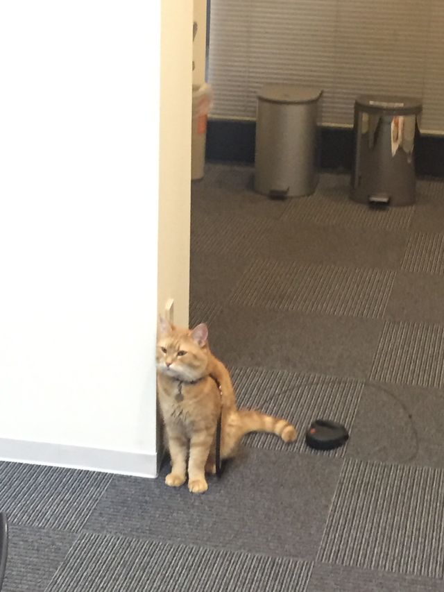 猫ボブのハイタッチは悶絶級のかわいらしさ！【写真たくさん】（25枚目）