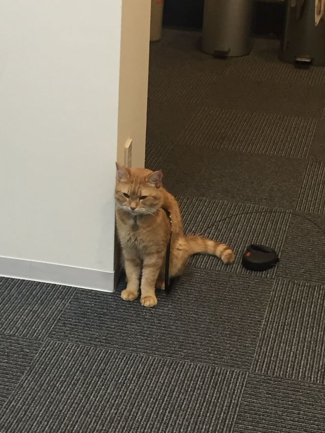 猫ボブのハイタッチは悶絶級のかわいらしさ！【写真たくさん】（26枚目）