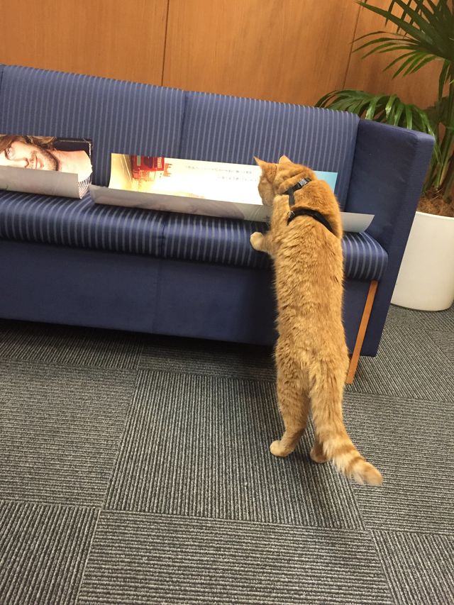 猫ボブのハイタッチは悶絶級のかわいらしさ！【写真たくさん】（27枚目）