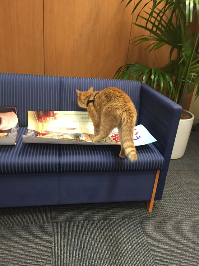 猫ボブのハイタッチは悶絶級のかわいらしさ！【写真たくさん】（28枚目）