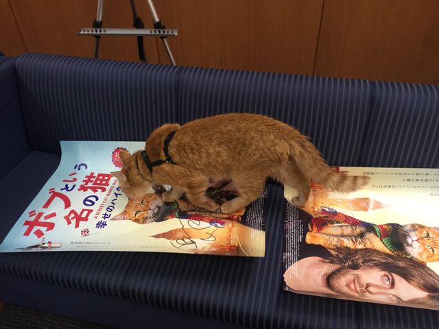 猫ボブのハイタッチは悶絶級のかわいらしさ！【写真たくさん】（29枚目）