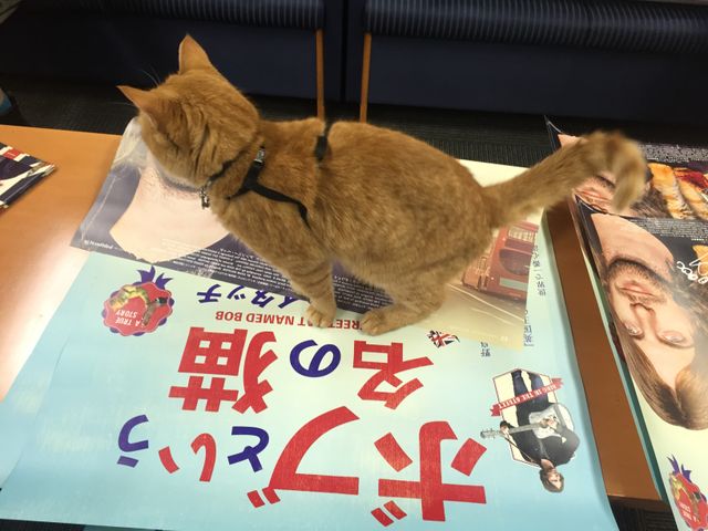 猫ボブのハイタッチは悶絶級のかわいらしさ！【写真たくさん】（30枚目）