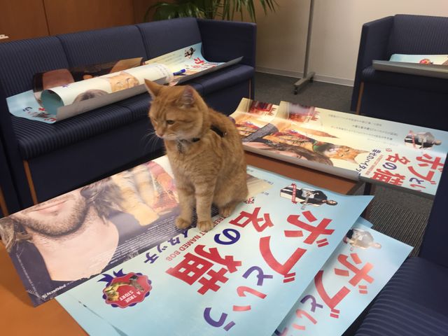 猫ボブのハイタッチは悶絶級のかわいらしさ！【写真たくさん】（31枚目）