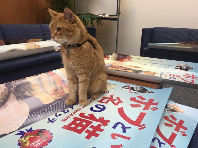 猫ボブのハイタッチは悶絶級のかわいらしさ！【写真たくさん】（33枚目）