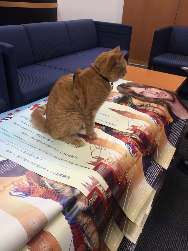 猫ボブのハイタッチは悶絶級のかわいらしさ！【写真たくさん】（38枚目）