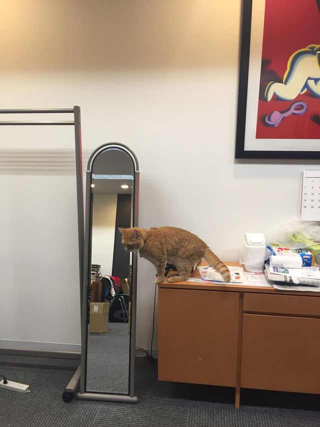 猫ボブのハイタッチは悶絶級のかわいらしさ！【写真たくさん】（39枚目）