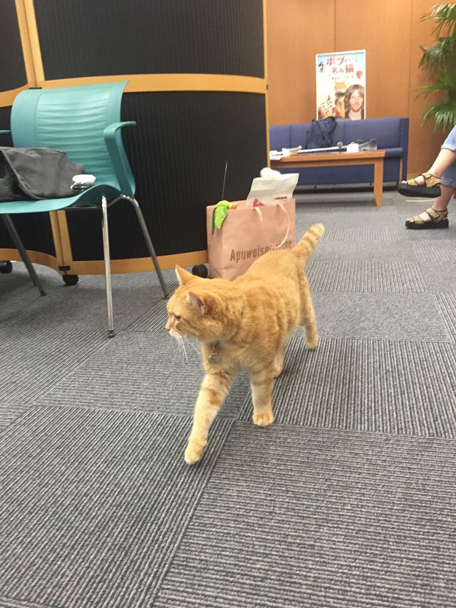 猫ボブのハイタッチは悶絶級のかわいらしさ！【写真たくさん】（40枚目）