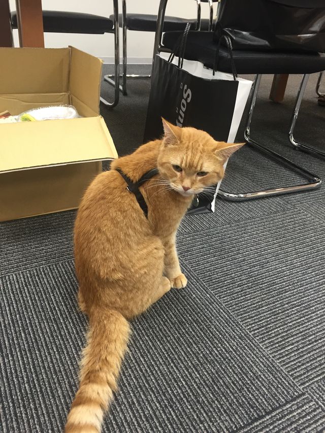 猫ボブのハイタッチは悶絶級のかわいらしさ！【写真たくさん】（41枚目）