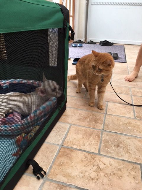 猫ボブのハイタッチは悶絶級のかわいらしさ！【写真たくさん】（42枚目）